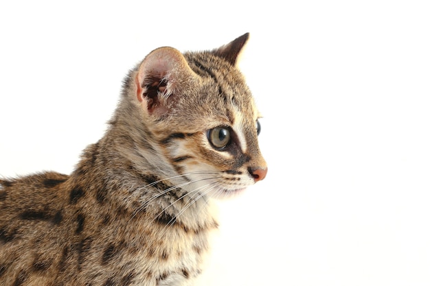 El gato leopardo asiático aislado en blanco