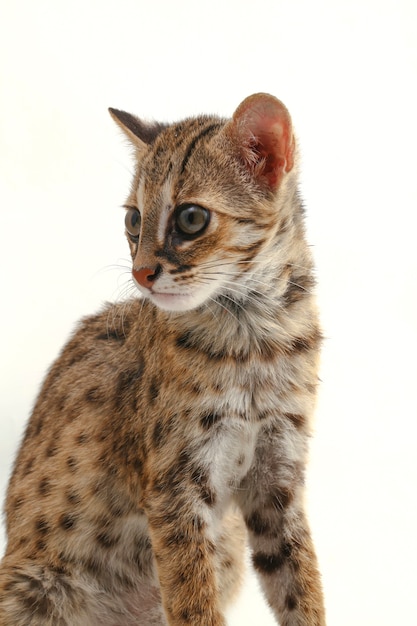 El gato leopardo asiático aislado en blanco