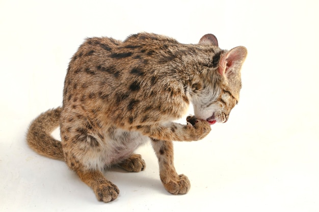 El gato leopardo asiático aislado en blanco