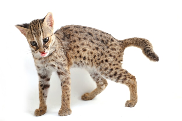 El gato leopardo asiático aislado sobre fondo blanco.