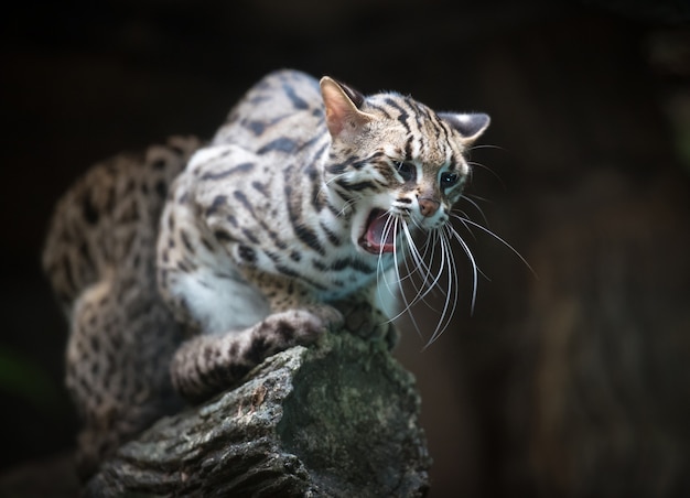 Gato de leopardo enojado diciendo miau, copia espacio