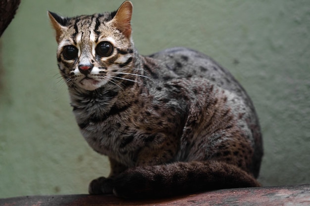 Gato Leopardo Palawan