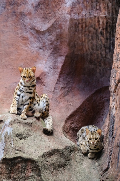 Gato leopardo (Prionailurus bengalensis) Buscando en una roca con luz desde arriba