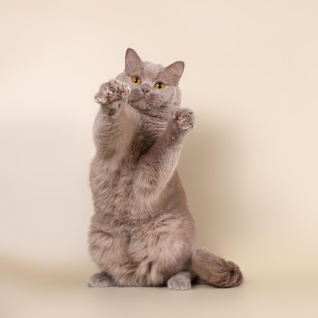 Foto gato lila cervatillo británico de pelo corto en el fondo beige del estudio