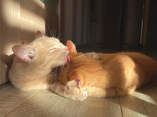 Un gato limpiando a otro gato en el suelo