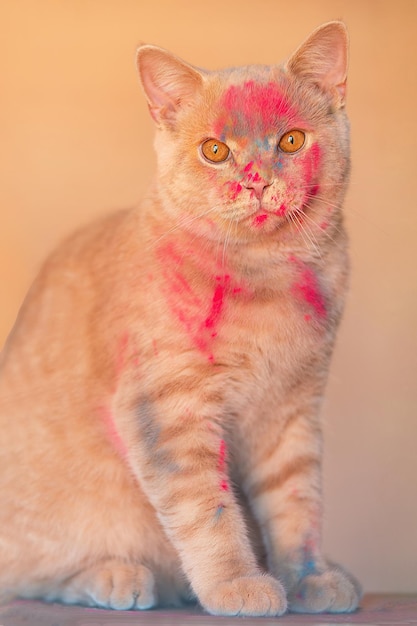 gato lindo bege pêssego senta-se de perto, em seu focinho há cores coloridas de Holi.