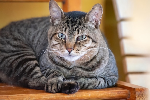 Gato lindo e preguiçoso gato listrado descansando de manhã luz natural foco seletivo