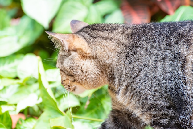 Gato lindo e preguiçoso gato listrado descansando de manhã luz natural foco seletivo