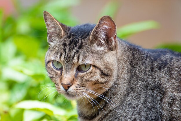 Gato lindo e preguiçoso gato listrado descansando de manhã luz natural foco seletivo