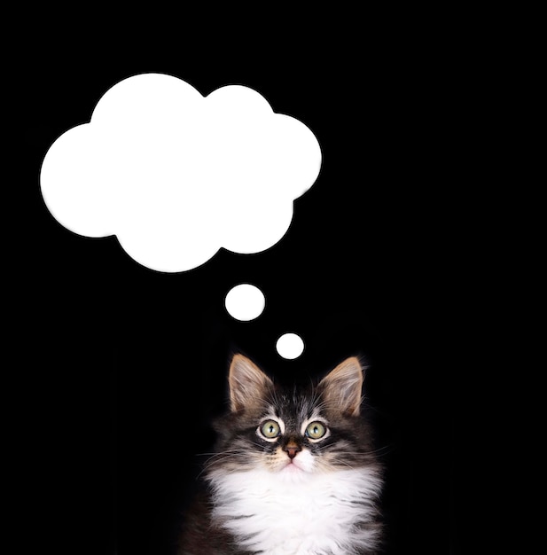 Un gato lindo está en un entorno aislado y hay una burbuja de habla en la nube de habla por encima de la cabeza del gato