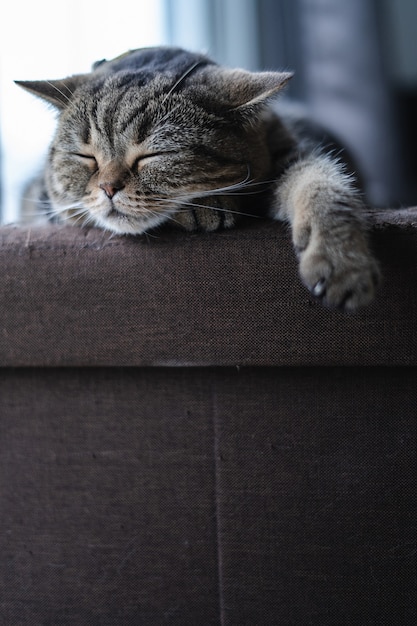 Gato Lindo gatito durmiendo en el sofá en mi casa cat perfect dream