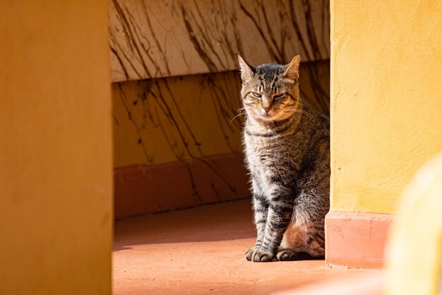 Gato lindo gato listrado tomando banho no sol da manhã luz natural foco seletivo