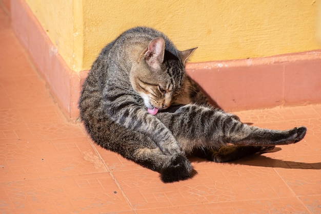 Gato lindo gato listrado tomando banho no sol da manhã luz natural foco seletivo