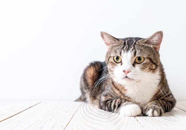 gato lindo y gris