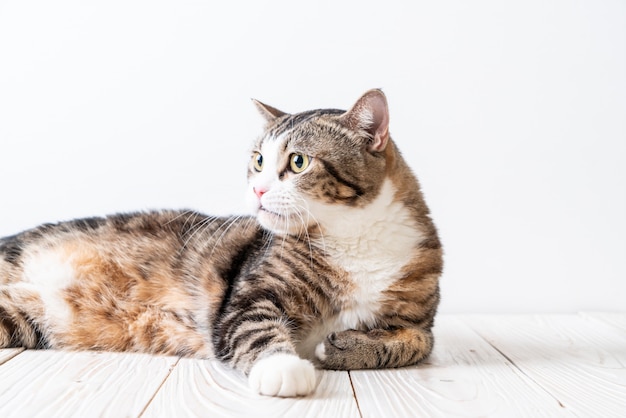 gato lindo y gris