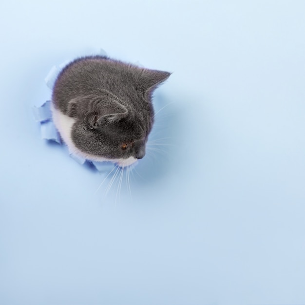 Gato lindo hermoso gris se asoma por un agujero en papel azul. copie el espacio.