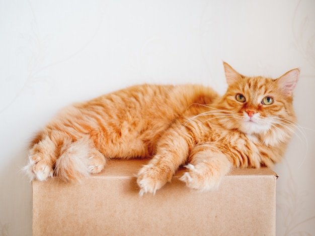 Gato lindo del jengibre que miente en la caja del cartón. Mullida mascota mirando con curiosidad.