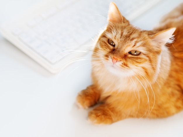 Gato lindo del jengibre que miente en la tabla blanca cerca del teclado de ordenador.