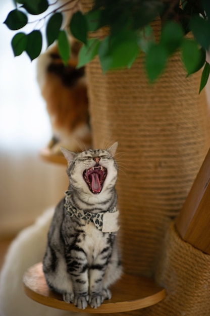 Gato lindo y juguetón sentado en la casa