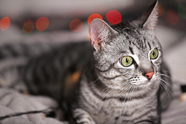 Gato lindo perto da árvore de natal com decoração