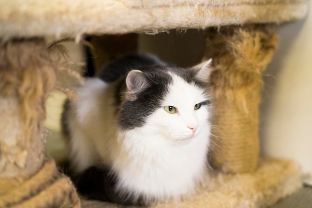 Foto el gato lindo está tendido en la casa del gato.