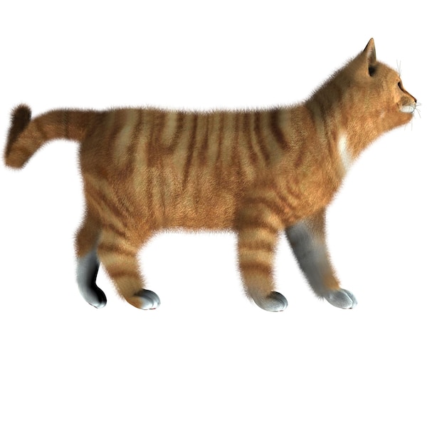 Un gato lindo .