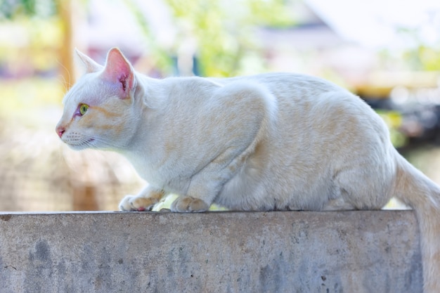 Gato listo para cazar