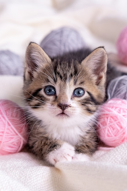 Foto gato listrado brincando com novelos rosa e cinza de fios na cama branca. gatinho curioso