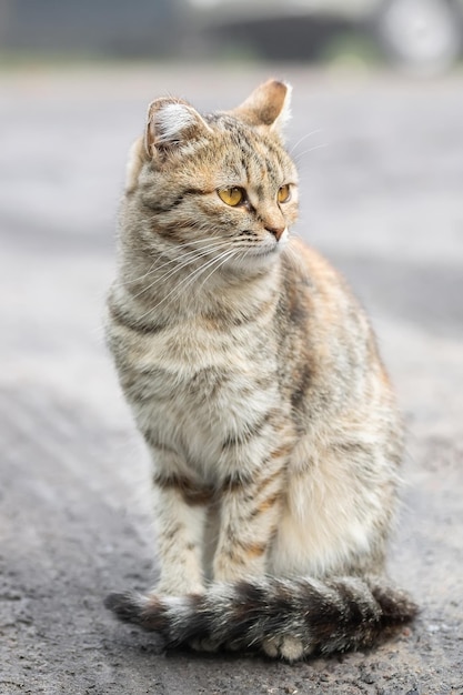 Gato listrado cinza caminha na coleira na grama verde ao ar livre