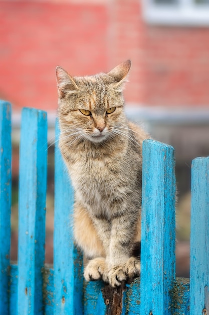 Gato listrado cinza caminha na coleira na grama verde ao ar livre