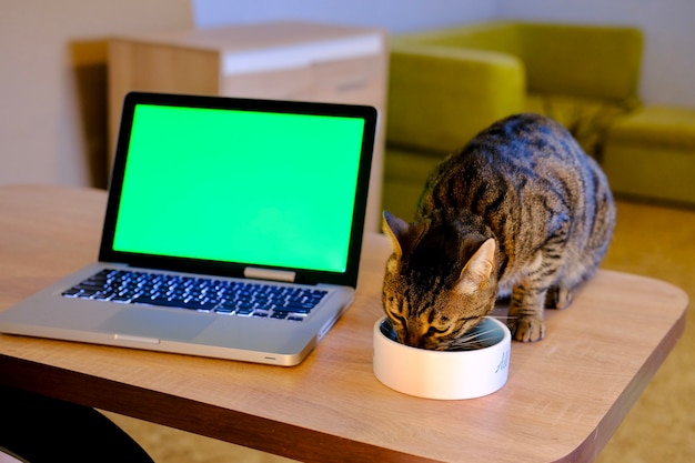 Gato listrado cinza comendo do prato na mesa de madeira perto do display verde chromakey em prata