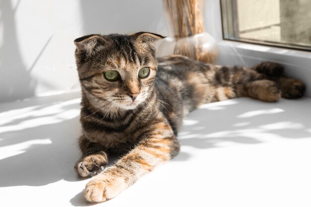 Gato listrado cinza doméstico está no parapeito da janela dentro da casa gatinho pequeno olha pela janela