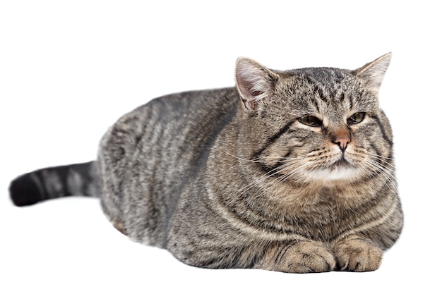 Gato listrado cinza encontra-se sobre um fundo branco e olhando para o topo. Isolado.