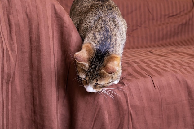 Gato listrado cinza quer pular do sofá