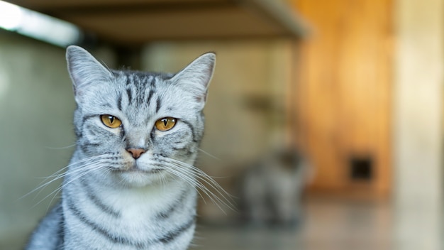 Gato listrado cinza, sentado na sala