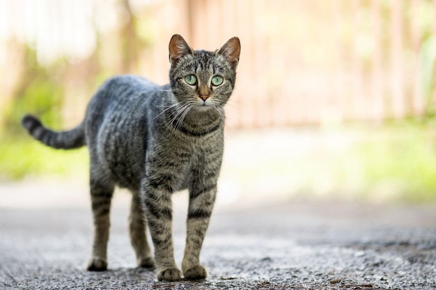 Gato listrado cinzento bonito em pé ao ar livre na rua de verão