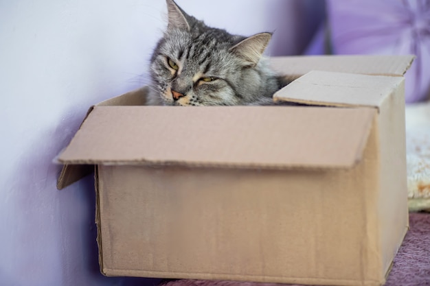 Foto gato listrado cinzento na caixa de correio. entrega de alimentos e animais por correios.