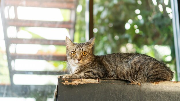 Gato listrado cinzento que encontra-se na sala.