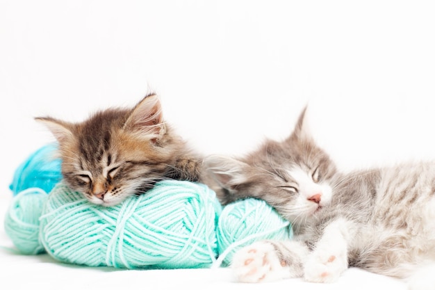 Gato listrado com bolas azuis novelos de linha em uma cama branca um artigo sobre gatinhos um artigo sobre animais de estimação