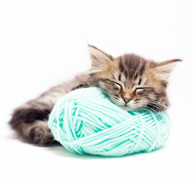 Foto gato listrado com bolas azuis novelos de linha em uma cama branca um artigo sobre gatinhos um artigo sobre animais de estimação