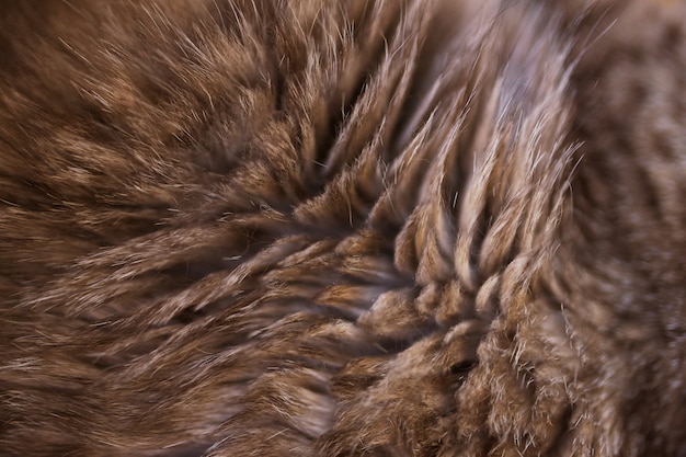 Gato listrado da textura do fundo. Cabelo de gato listrado lã manchada textura de fundo