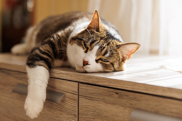 Gato listrado de gengibre deitado no peitoril da janela em casa pela manhã Pet relaxando desfrutando de aconchego