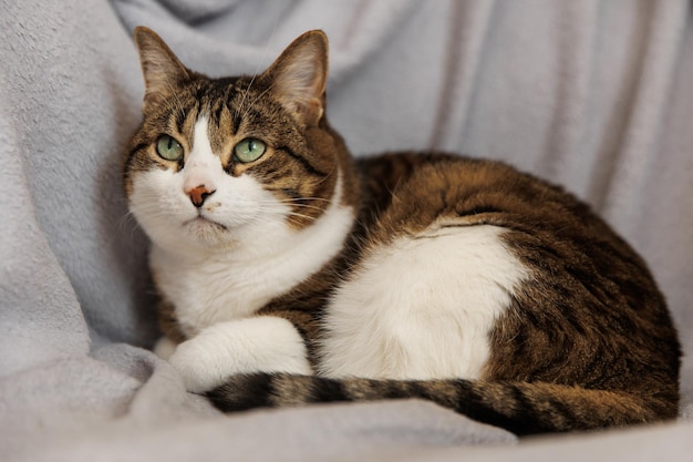 Gato listrado de gengibre deitado no sofá na sala de estar Animal de estimação tirando uma soneca em casa