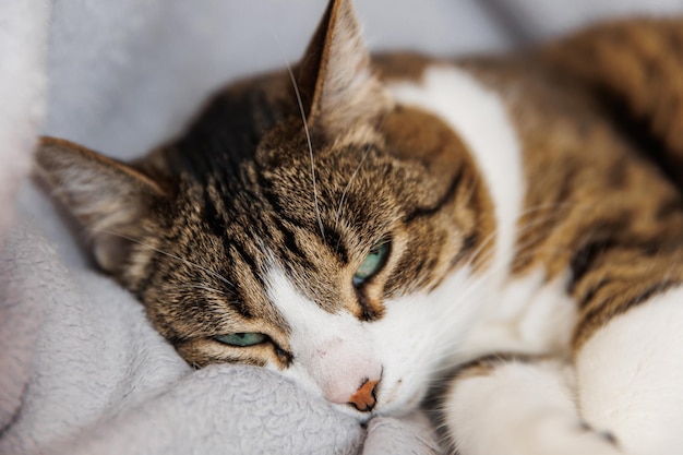 Gato listrado de gengibre dormindo no sofá na sala de estar deitado no cobertor Animal de estimação tirando uma soneca em casa