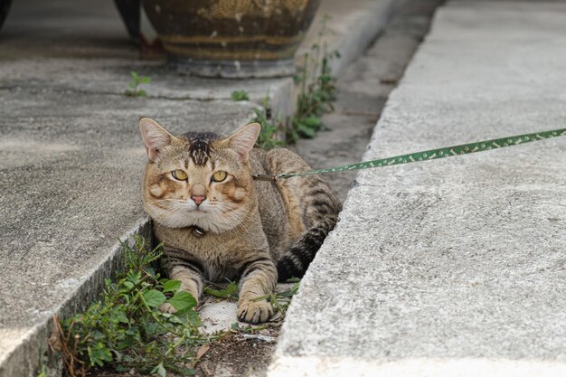 Gato listrado gordo na coleira está na sarjeta Retrato de um gato doméstico para passear