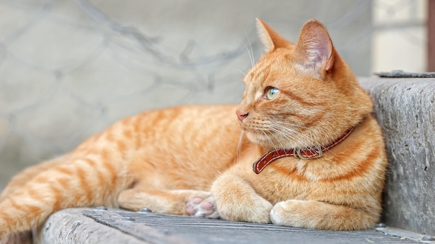 Gato listrado laranja com colar de couro vermelho está no degrau da varanda