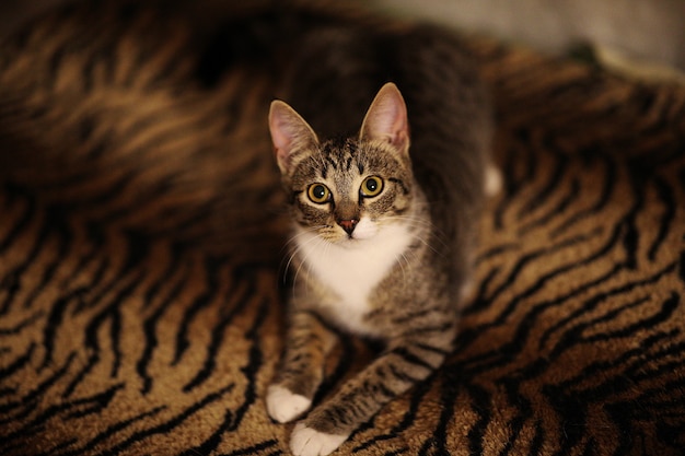 Foto gato listrado, sentado na cama no quarto