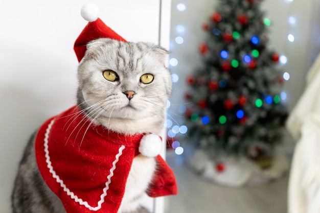 El gato lleva gorro de Papá Noel. en el contexto del árbol de Navidad. El pliegue escocés pura sangre parece divertido.