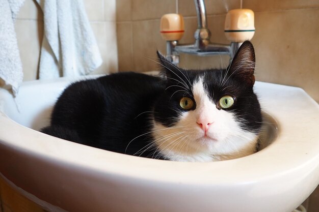 Foto gato macho preto e branco vasily ficou zangado depois de acordar na pia do banheiro e olha em volta com cautela
