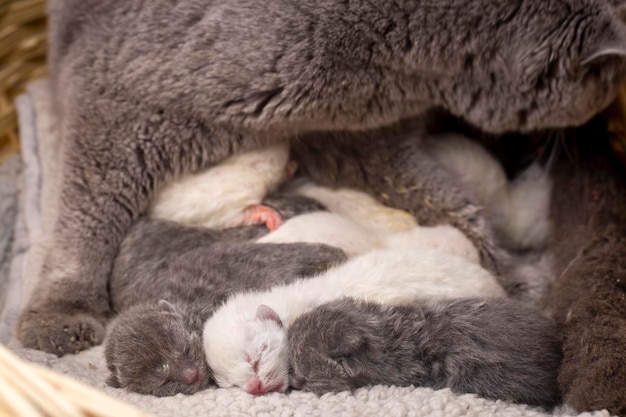 Gato madre y gato bebé